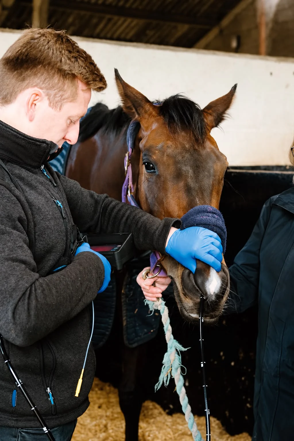 Max conducting equine endoscopy